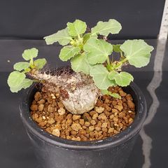 J644【自社養生株】ヤトロファ　マルギナータ（発根株・鉢植え）【塊根植物】