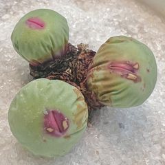 pageae パゲアエ コノフィツム 赤口　3頭群生 2.4CM  抜き苗　メセン　メルカリ便