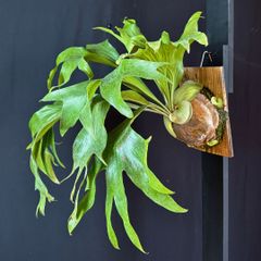 P. hilllii Fujin ヒリー 風神 子株付き☆ビカクシダ（コウモリ