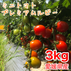ミニトマト 3kg 農家直送　プチトマト トマト プレミアムルビー
