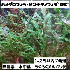 ハイグロフィラ ピンナティフィダUK 3株 無農薬 水中葉のサムネイル