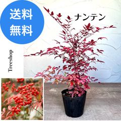 ナンテン 南天 【送料無料】15cmポット 高さ0.25ｍ 幅0.2ｍ 縁起木 常緑 グランドカバー 生垣