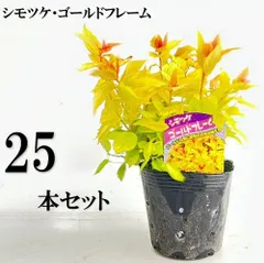 2025年最新】黄金シモツケの人気アイテム - メルカリ