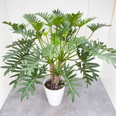 2024年最新】観葉植物 現品 幹の太いの人気アイテム - メルカリ