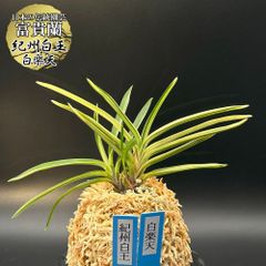 富貴蘭 西出都 大株 変わり芽 札付けます。 - メルカリ