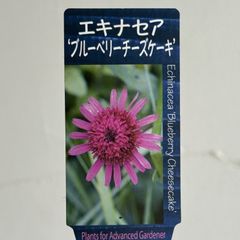 【宿根草】エキナセア・ブルーベリーチーズケーキ　3.5号ラベル苗