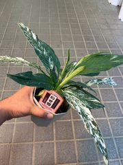 スパティフィラム　いせ姫　観葉植物　ランダム発送