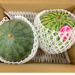 【選果落ち 訳あり商品】 食べ比べ 熊本 2種類 小玉すいか 合計 2玉 約2Kg Sサイズ以上 おまかせ 規格外 家庭用 贈答不可 加工用 (002)小玉西瓜  熊本県産 果物 フルーツ 予約販売 6月上旬以降