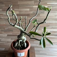 【契約農家直送商品】【現品１】 塊根植物 アデニウム オペスム 5号鉢 多肉植物 コーデックス 砂漠のバラ お洒落 可愛い カッコイイ インテリア 室内 花 苗 希少