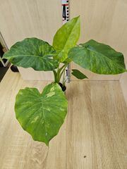 アンスリウム　アロカシア　セット 今週の湿度系ショーケース Anthurium | オザキフラワーパーク