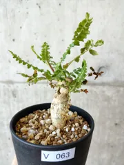 【セール】ボスウェリア　ネグレクタ　No.001　メルカリ便　鉢、送料込 楽天市場】コーデックス：ボスウェリア ネグレクタ*幅45cm