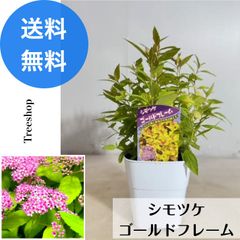 シモツケ ゴールドフレーム 【送料無料】 10.5cmプラ鉢 高さ0.2ｍ 幅0.2ｍ シモツゲ カラーリーフ ライム葉 落葉低木 苗木 植木 苗 庭木 生け垣 下草・グランドカバー