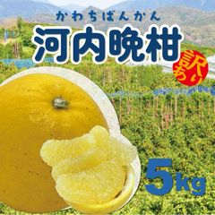 鹿児島特産品）訳あり熟成サワーポメロ 5L+小玉 箱満杯詰 いちき串木野
