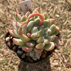 子株付き　ホワイトライン　抜き苗　多肉植物　モフ多肉　エケベリア　エケベリア