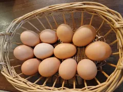 2024年最新】鳥の卵の人気アイテム - メルカリ