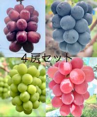数量限定！長野県産ぶどう４房セット　予約順発送