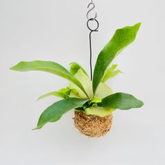 【364NS】【第4種郵便発送商品】ビカクシダ（コウモリラン）ネザーランドの苔玉　Sサイズ