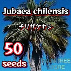 【希少耐寒性ヤシ】 ブルー　チリサケヤシ 希少耐寒性ヤシ】ブルー チリサケヤシ (ブルーチリワインパーム