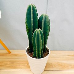 ［現品］5番　柱サボテン　鬼面角  3本立て　7号　観葉植物　多肉植物　鉢受け皿付き　かわいい