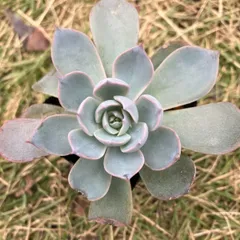 ✨サブシセリス錦✨美苗 カット苗