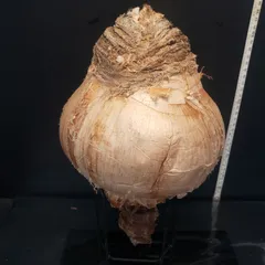 f*u様 オークション！ 特大 ブーファン ハエマンソイデス 現地株 現地球 塊 2025年最新】ハエマンソイデスの人気アイテム - メルカリ