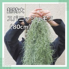 超特大サイズのスパニッシュモス（XXL）（80cm）　チランジア　エアプランツ　エアープランツ　ウスネオイデス