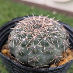 サボテン　ギムノカリキウム属　瑞昌玉