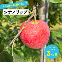 8月12日から8月31日〜発送 指定不可「シナノリップ3キロ箱A品B品」 農林水産大臣賞 長野県産 安曇野 信州産 産地直送