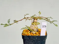 お盆休み特価！ 超希少 オペルクリカリア ムルチジュガ パワータンク パキプス お盆休み特価！ 超希少 オペルクリカリア ムルチジュガ パワー