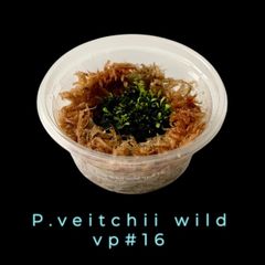 【胞子体続々】胞子培養株| P.veitchii wild vp#16 | 前葉体・胞子体