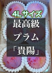 最高級プラム　貴陽　甘い秀品　プラム　スモモ