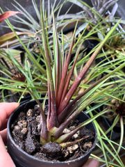 【ネコポス】 チランジア キアネア アニタ BRT/1611 Tillandsia cyanea 'anita' BRT/1611 キンクマ農園☆T0131