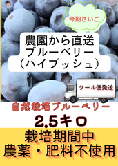 【今期ラスト】自然栽培　ハイブッシュ冷凍ブルーベリー2.5キロ