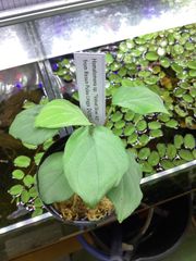 Homalomena sp. ‘Velvet Silver AD’ from Resun pulau Lingga [AZ0527-11]
