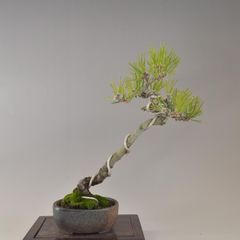黒松　文人　貴風盆栽　24cm