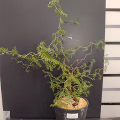 2025年最新】オペルクリカリア パキプス ベアルートの人気