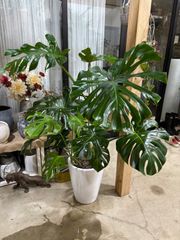モンステラ　陶器鉢植え　引き取り限定