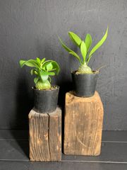 ANT plants SET販売／実生株