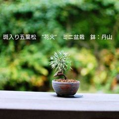 斑入り五葉松 花火（はなび） 苗木素材 盆栽鉢丹山作 自分で作るミニ盆栽