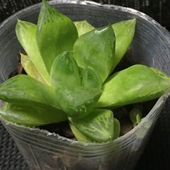 ハオルチア 宝草 2.5寸サイズ