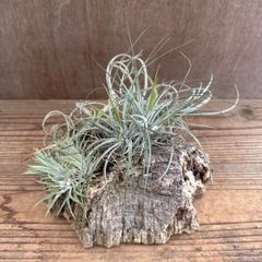 チランジア3種・コルクのセット①  Tillandsia ティランジア イオナンタ ウォンガ エアプランツ エアープランツ 観葉植物 観葉 植物 インテリア オブジェ ディスプレイ プレゼント おしゃれ 置き型 着生