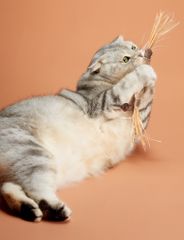 猫のおもちゃ 1本の子猫の歯のクリーニング玩具インタラクティブなおもちゃ歯科猫