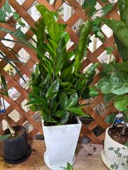 ザミオクルカス　ザミーフォリア　多肉植物　リビング　玄関　屋内　観葉植物　植木　インテリア　グリーン　シンプル　オシャレ