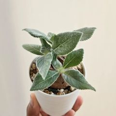 ⑦《Sinningia Leucotricha》シンニギア・レウコトリカ 断崖の女王 塊根植物 コーデックス