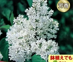 セット ライラック プレゼントグレイビー カルベィティエム メルカリ便