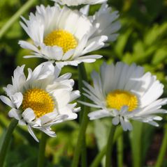 イングリッシュデージー  種30粒　花の種