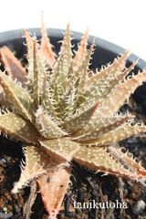 ディンテリー アロエ Mサイズ5.5ｃｍポット 多肉植物 多肉永遠