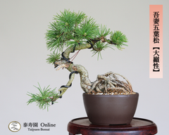 吾妻五葉松【大巓性】ダイテンショウ 実生 根上り 小品盆栽【泰寿園 Online】現品 一点物 盆栽 松柏 室内 鑑賞 趣味 卓上盆栽 盆栽鉢 グリーン 和 ギフト プレゼント 贈答品 ミニ盆栽 誕生日 母の日 父の日 敬老の日 記念日 お祝い 33