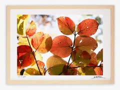 アートフォト 絵画 壁掛け オオカメノキの紅葉/白山/インテリア 壁掛け 額入り 額装込 風景画 油絵 ポスター アート アートパネル リビング 玄関 プレゼント モダン アートフレーム おしゃれ 飾る Mサイズ