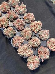 抜き苗 トクシュシステム MY23×18株 ふっくら 多肉植物 エケベリア サボテン 韓国苗 新入荷